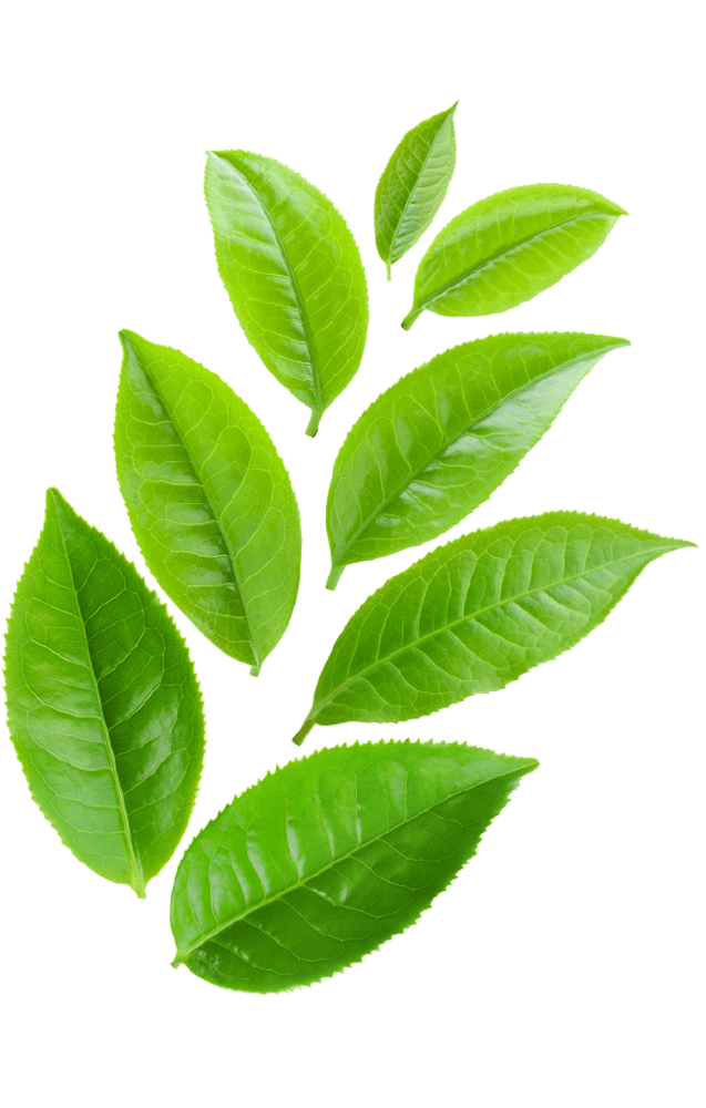 Fresh green tea leaves isolated on transparent background