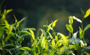 Fresh green tea leaves growing in Bhutan